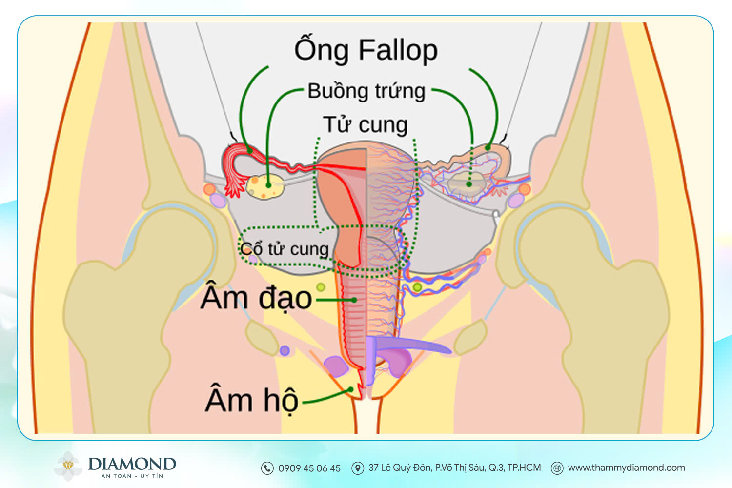 Hình ảnh mô tả cổ tử cung